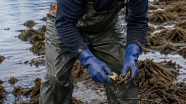 Current Shellfish Harvest Warnings in Southeast Alaska: What You Need to Know