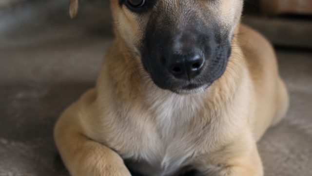 Meet Timmy: A Gentle Pup Seeking a Loving Home