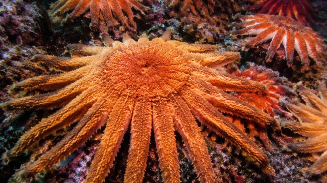 Urgent Call: Protecting Sunflower Sea Stars from Extinction